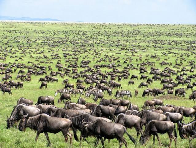 Tanzania Holiday safari tour 2026