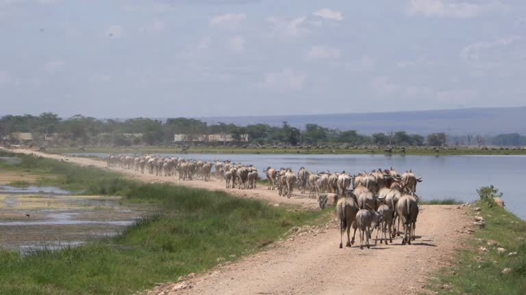 Tanzania Holiday safari tour 2026
