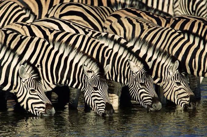 Grumeti River Great Serengeti Wildebeest Migration Safari Tour 2026 - 2027