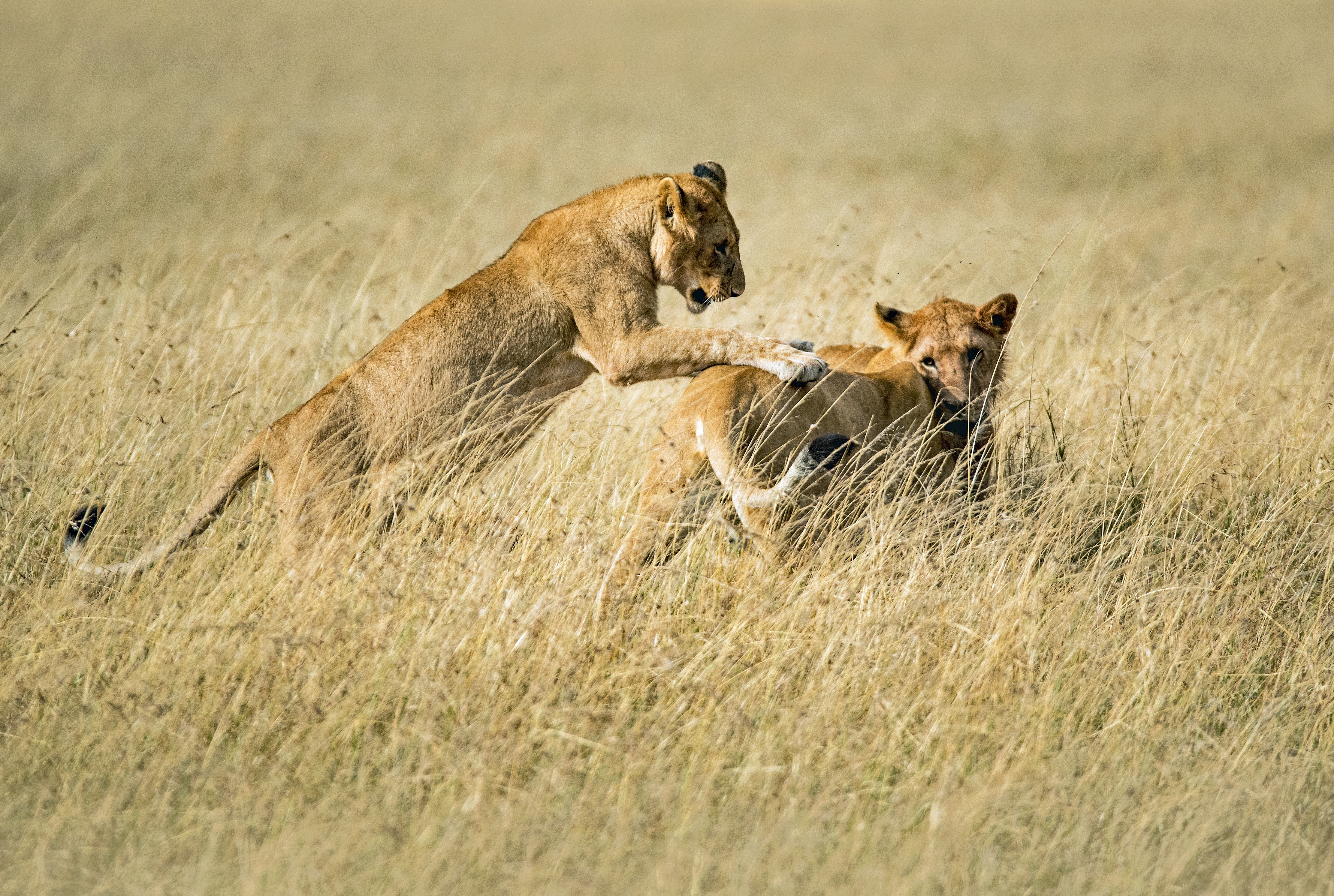 Serengeti National Park wildlife