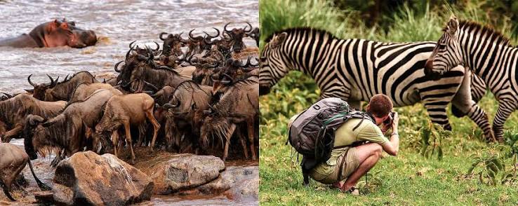 zebra spotted during 4-day private safari in Serengeti National Park Tanzania