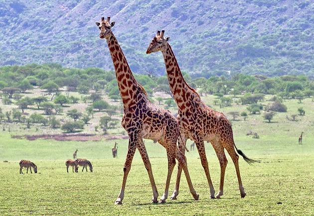 Tanzania Holiday safari tour 2026