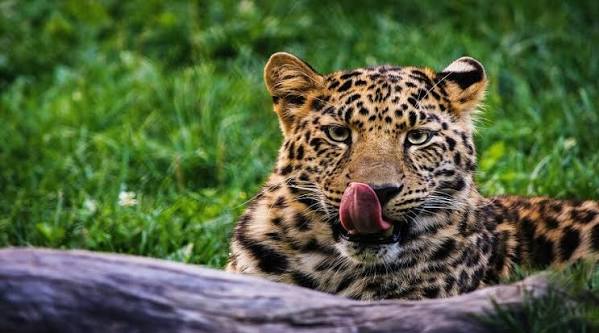 Tanzania Holiday safari tour 2026