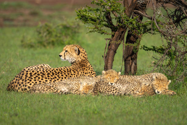 Cheetah Wildlife Safari Experience Tanzania 2026 - 2027