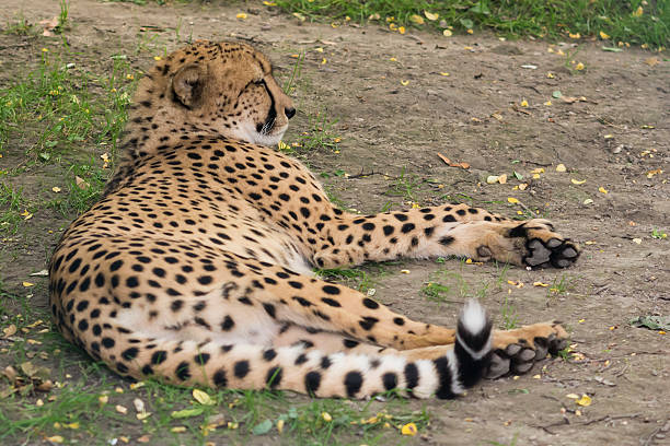 1 Day Tanzania Safari Day Trip 2026 - 2027