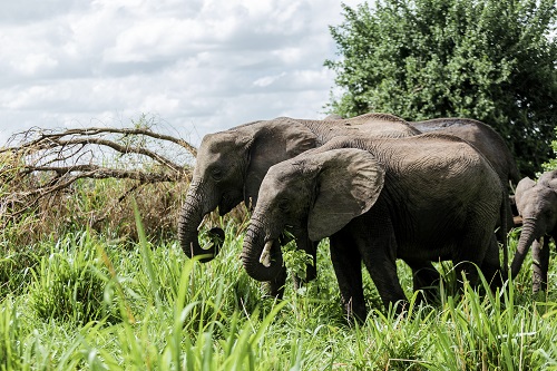2 days predator in the serengeti for 2026/2027