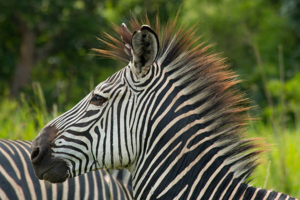 zebras spotted during 4-day private safari in Serengeti National Park Tanzania