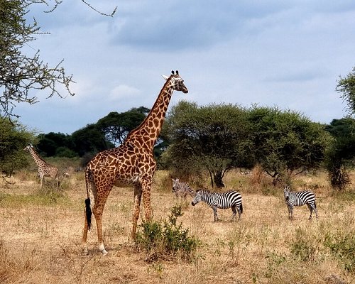 4-Day Tanzania Sharing Group Safari from Arusha 2026–2027