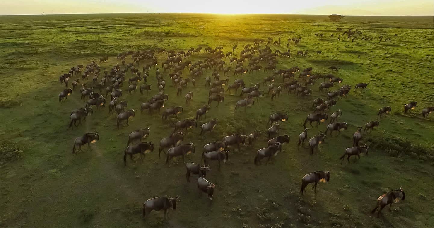3 Days Ndutu Great Migration Safari 2026 - 2027