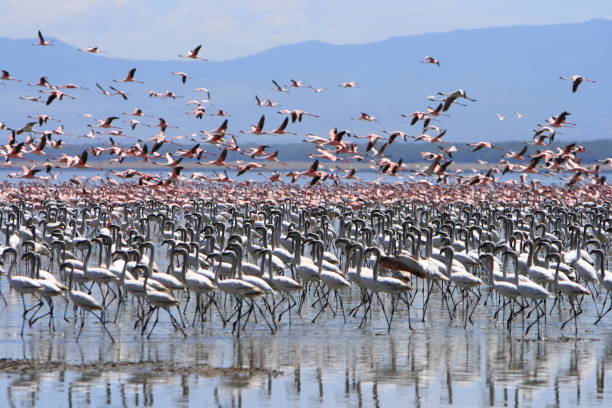 spotted during 4-day private safari in Lake Manyara National Tanzania for 2026/2027