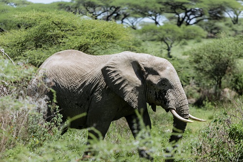 zebra spotted during 4-day private safari in Serengeti National Park Tanzania