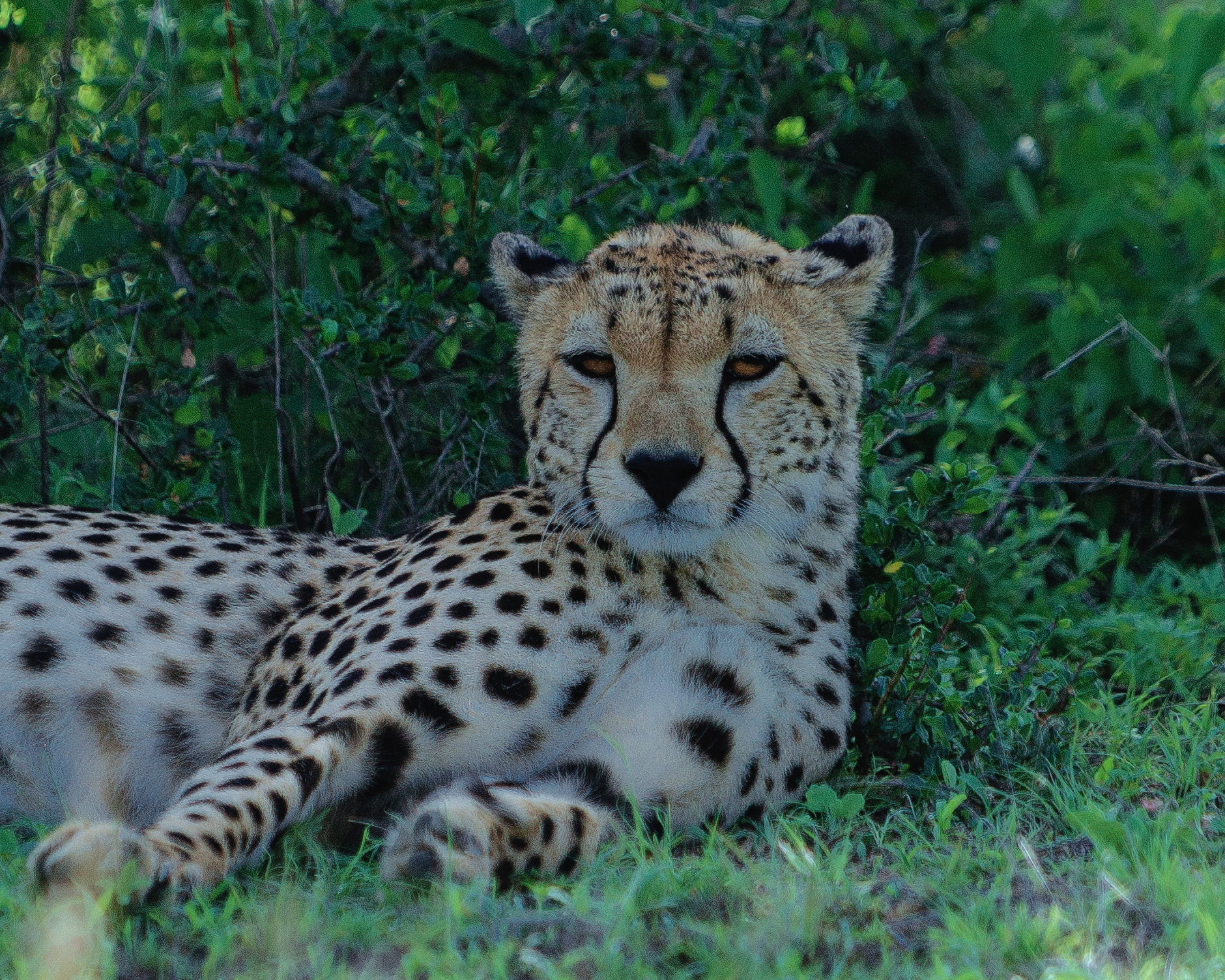 Leopard spotted in Serengeti National Park