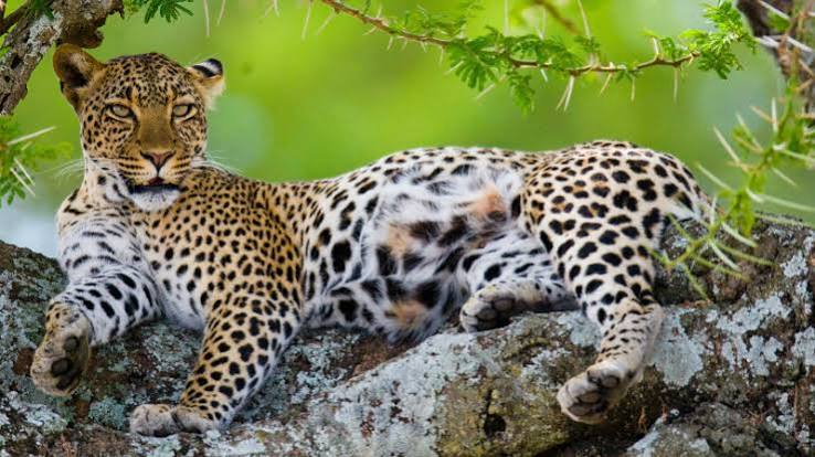 Leopard spotted during 4-day private safari in Ngorongoro National Park Tanzania