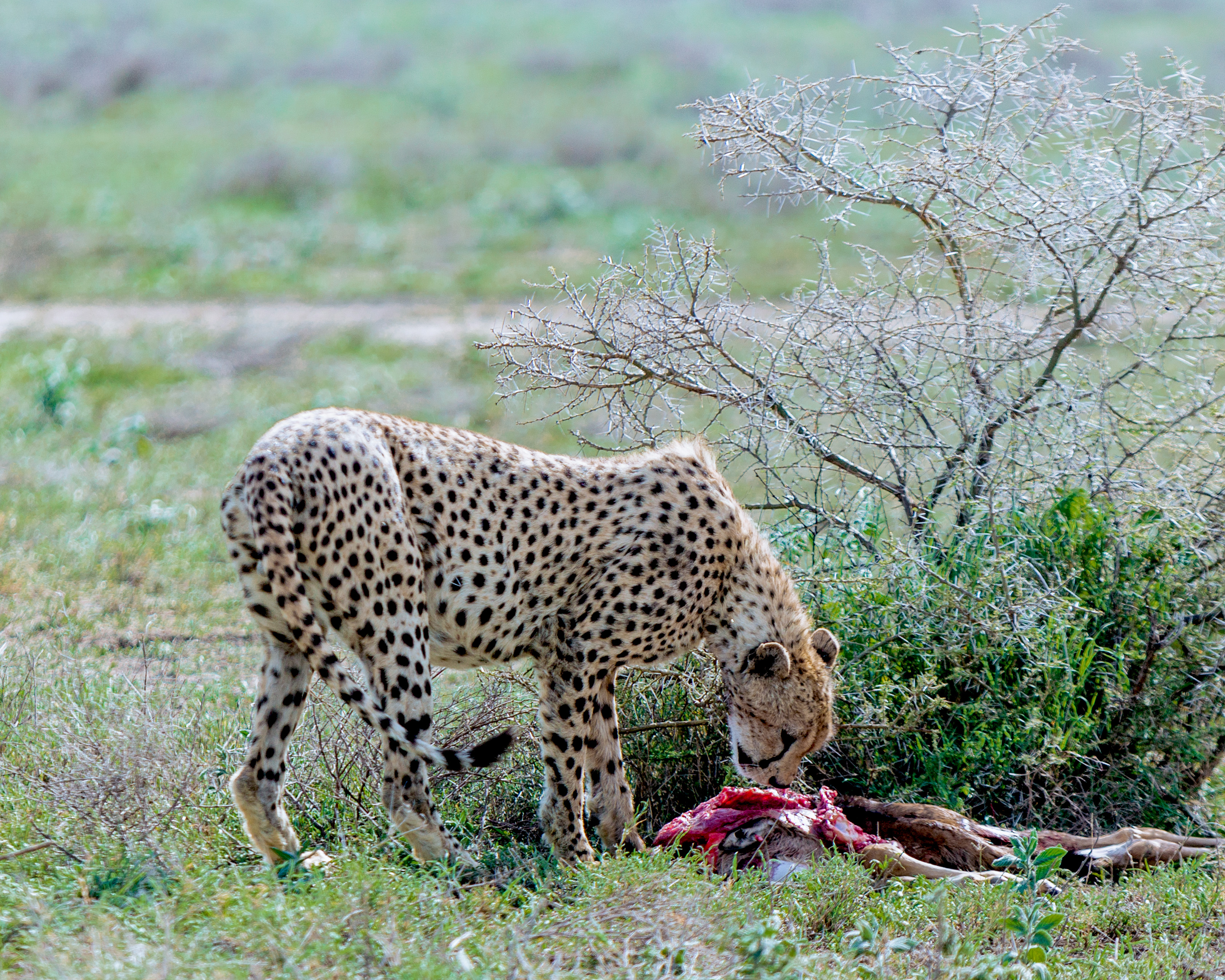 Leopard spotted during 4-day private safari in Serengeti National Park Tanzania