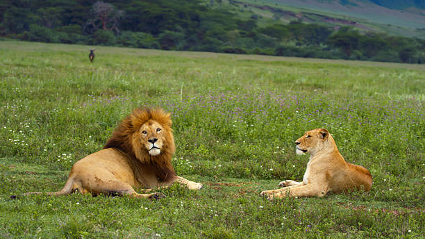 Tarangire National Park Elephant Herds Safari 2026 - 2027