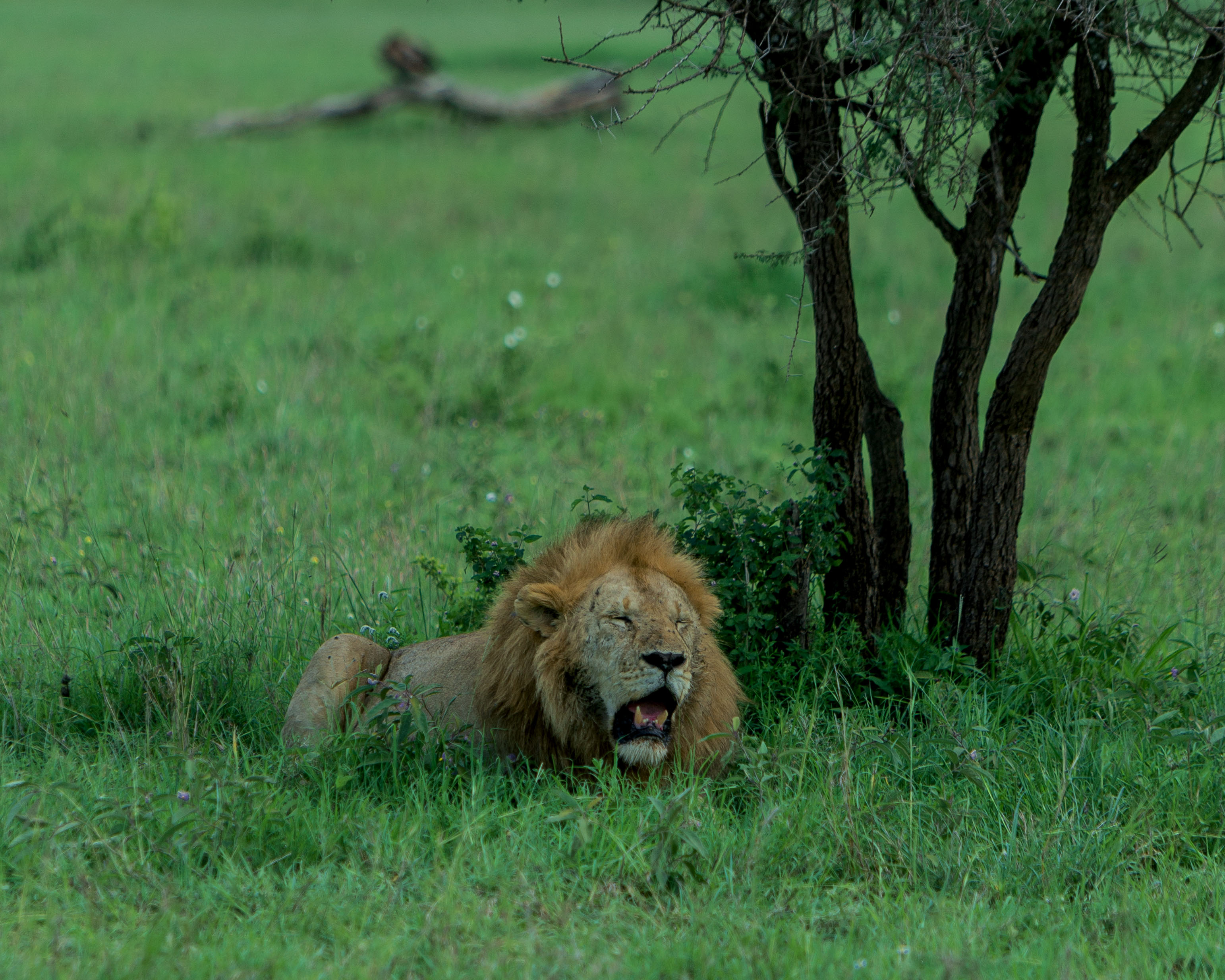 Lion near green horizon on safari