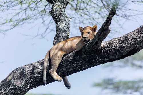 2 days lioness that's climbig trees 2026-2027