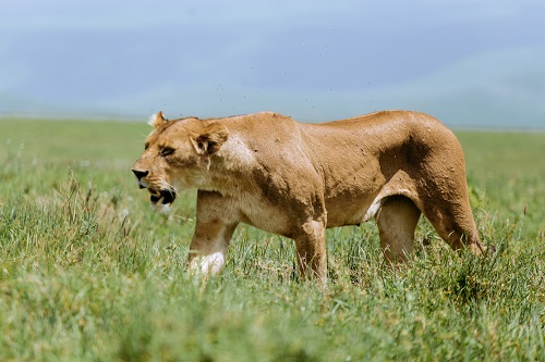 lioness spotted during 4-day private safari in Serengeti National Park Tanzania