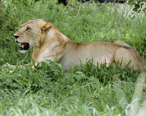 Scenic landscape view of the Serengeti