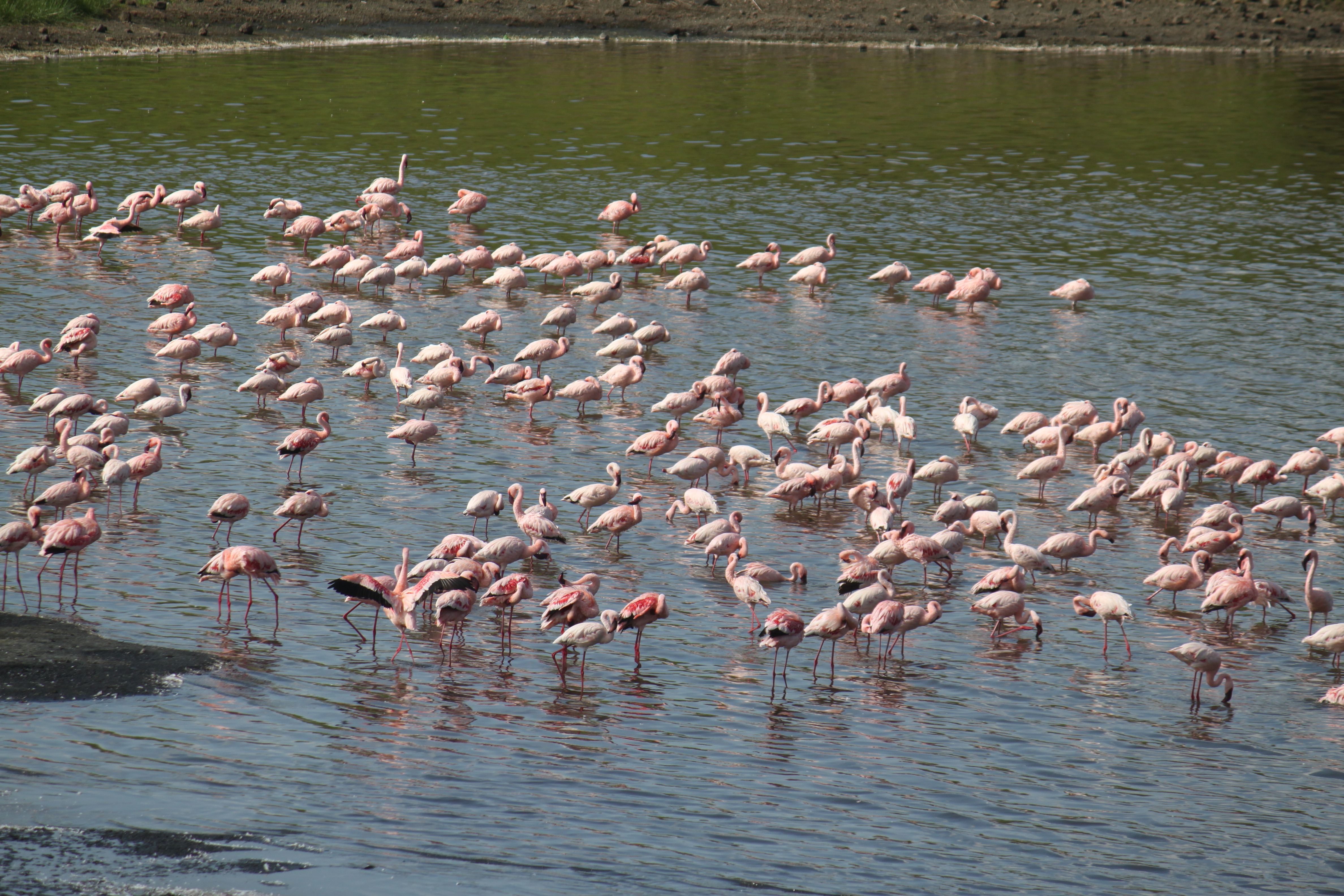 Lake manyara safari tour