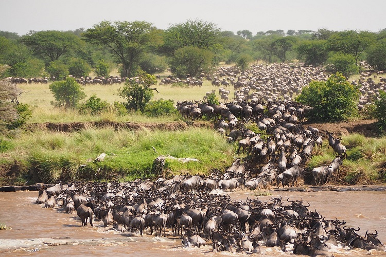 Serengeti Migration safari tours 2026