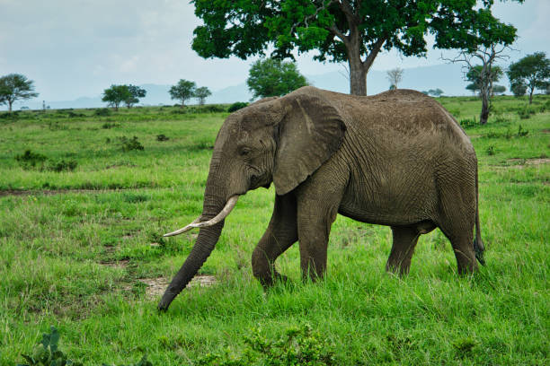 Elephants in Tarangire National Park