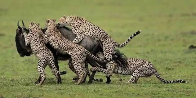 Ndutu Area Serengeti Wildebeest Migration Calving Season 2026 - 2027