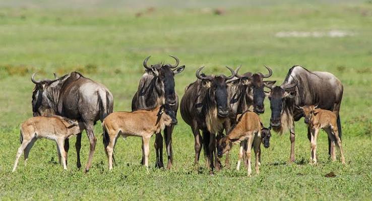 Scenic landscape view of the Serengeti