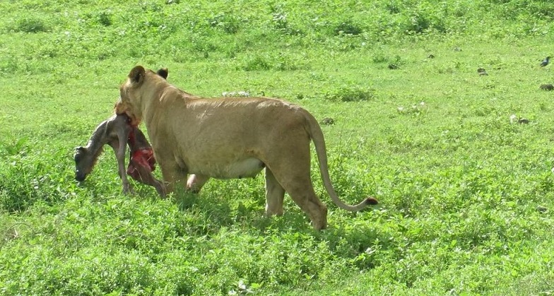 3-day ngorongoro crater private safari tour
