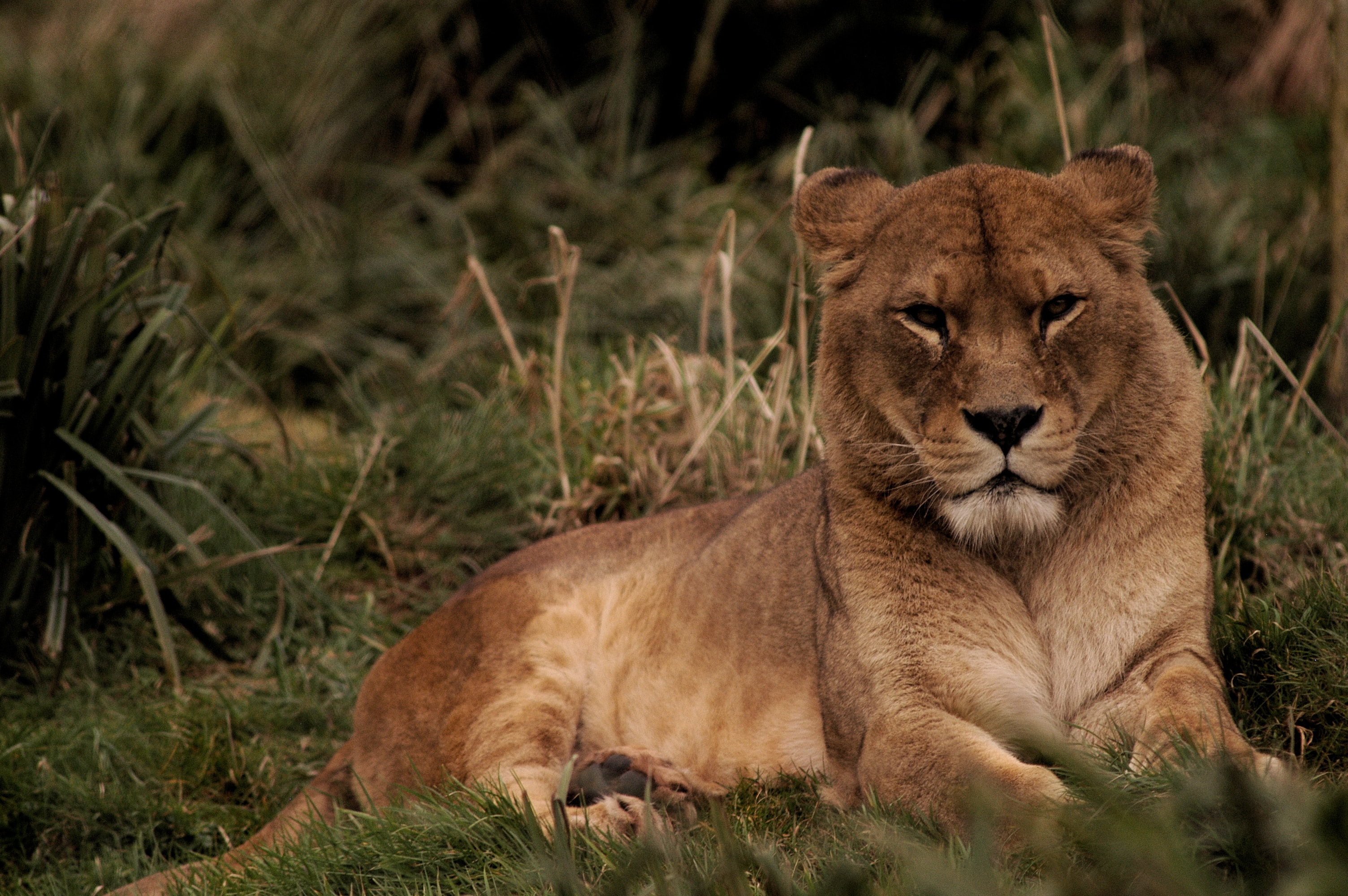 wildbeest migration safari tour