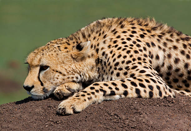 Crater spotted during 4-day private safari in Serengeti National Park Tanzania