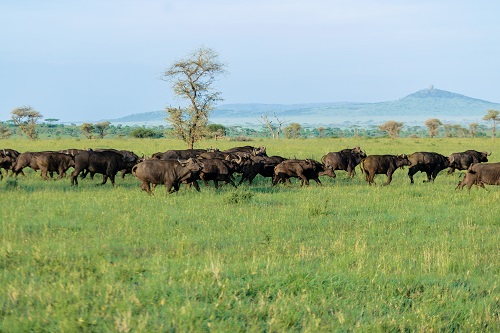 spotted during 4-day private safari in Serengeti National Park Tanzania for 2026/2027