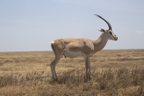 Scenic landscape view of the Serengeti