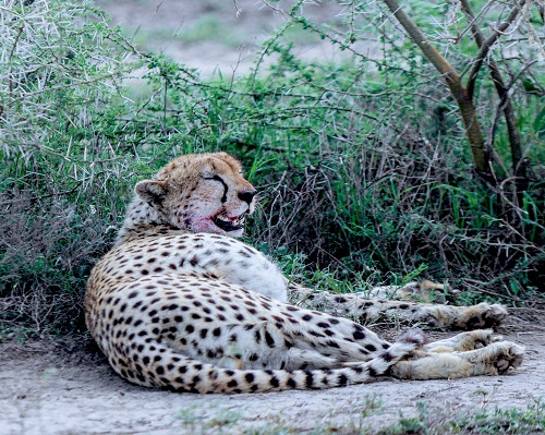 Leopard spotted during 4-day private safari in Serengeti National Park Tanzania