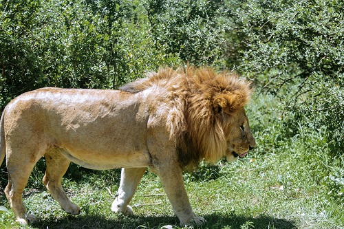 predators spotted during 4 days serengeti private safari tour