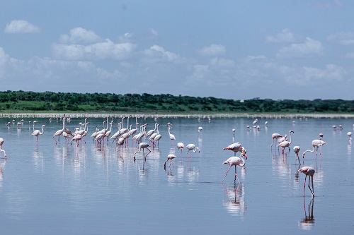 Bird near a river in Serengeti National Park