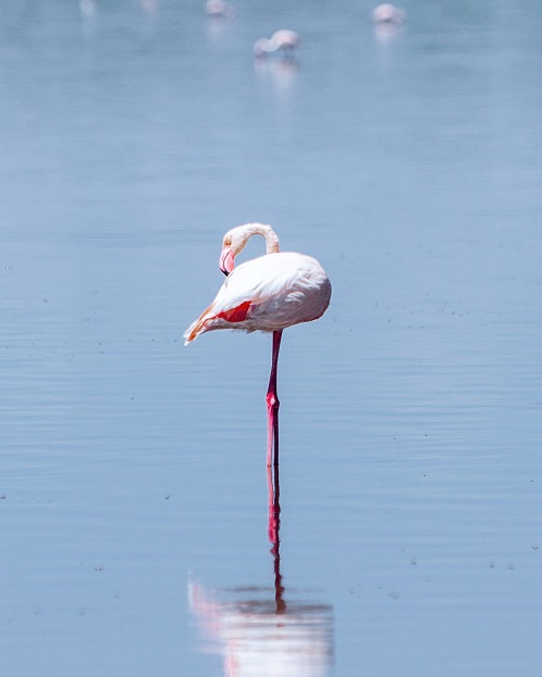 Bird near a river in Serengeti National Park