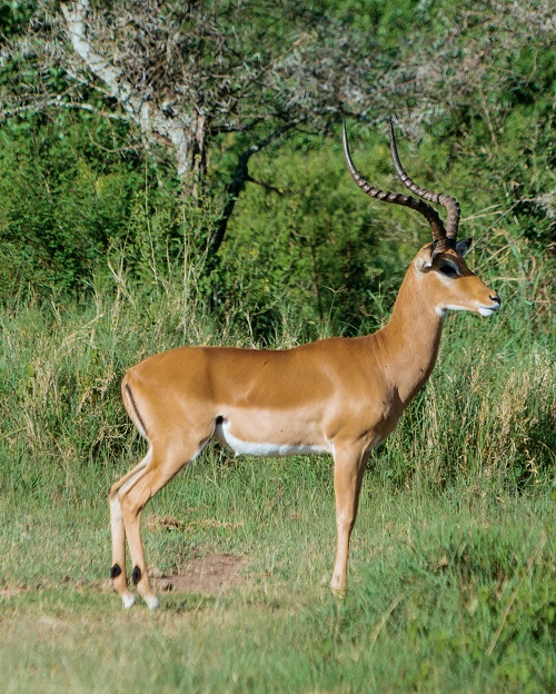 Scenic landscape view of the Serengeti