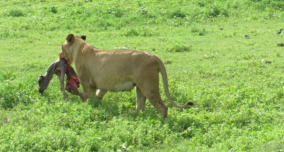 ngorongoro during 4 days private safar tour for 2026-2027