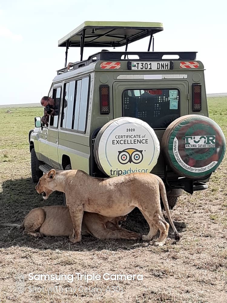 mikumi national park safari tour