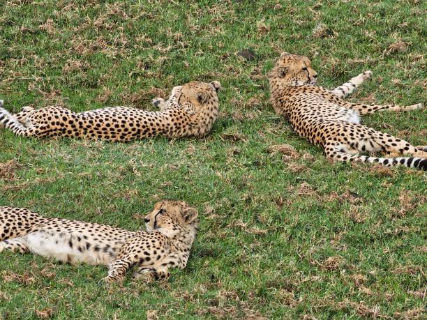 7 Days Tanzania Predators Wildlife Safari 2026 - 2027