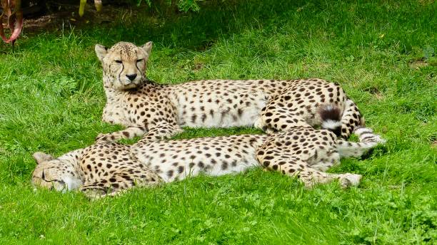 Tanzania Honeymoon safari tours 2026