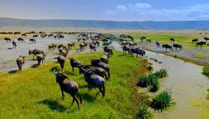 zebra spotted during 4-day private safari in Serengeti National Park Tanzania