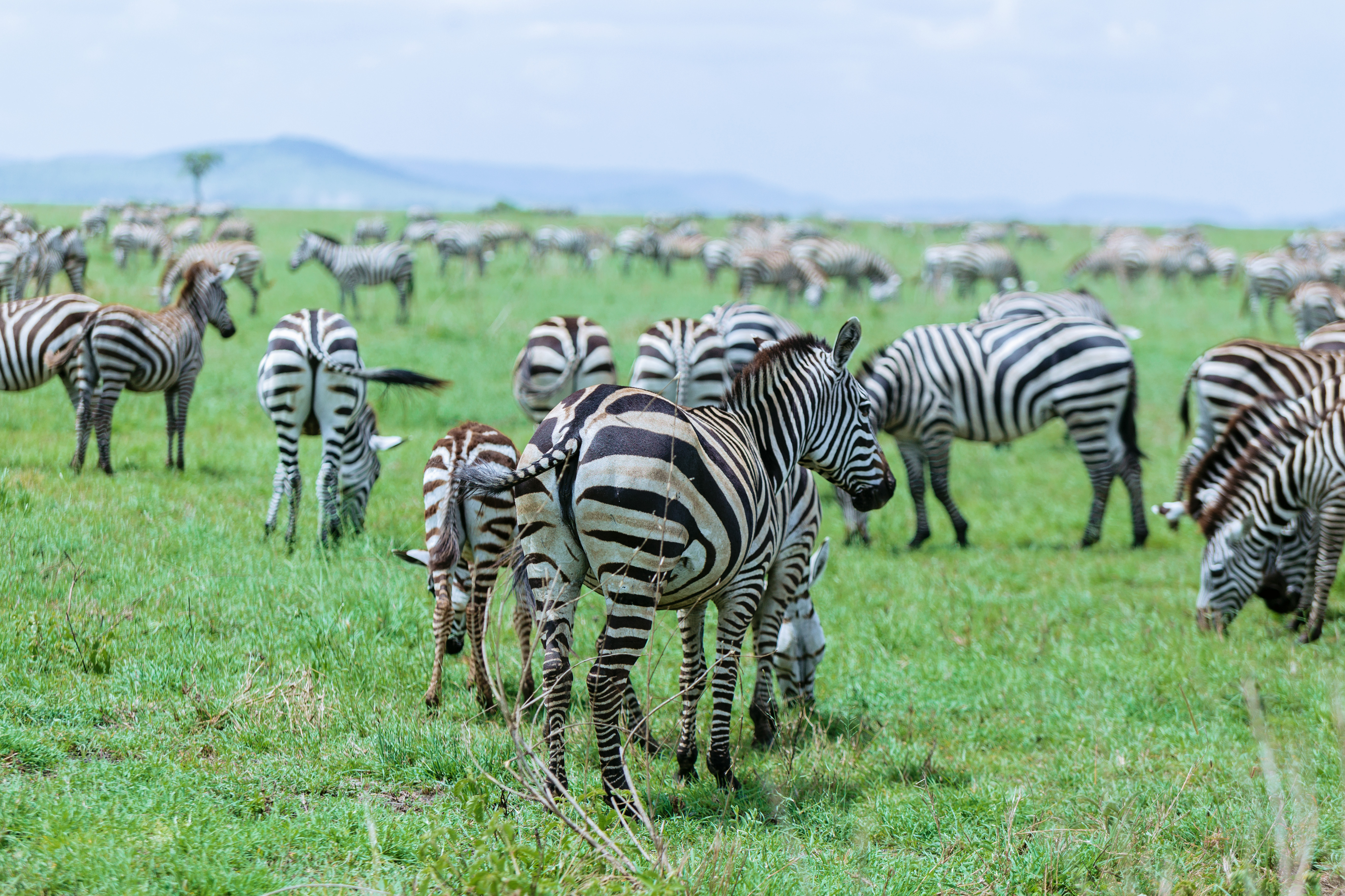 Serengeti National Park Great Wildebeest Migration Safari 2026 - 2027